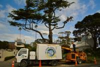 A1 Sure Services | North Shore Tree Removal  image 5